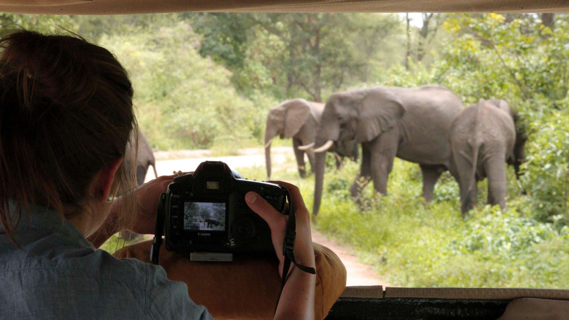 Lake Manyara game drive with elephants