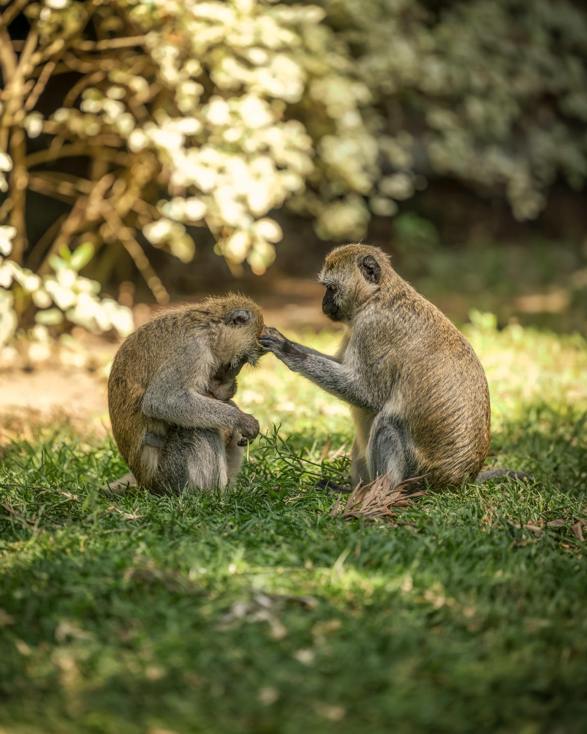 Primate in Kibale National Park forest