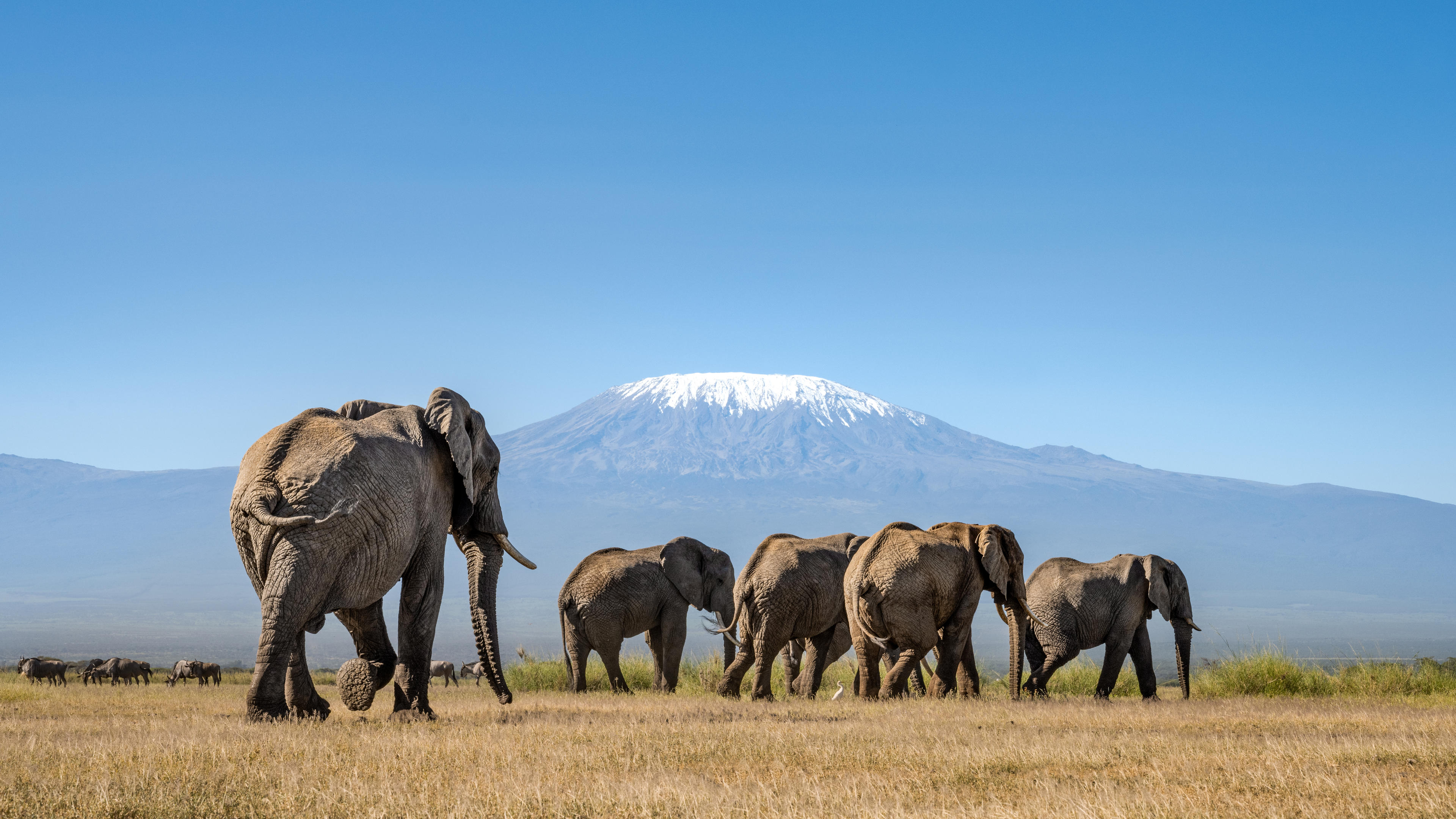 Elephant in Kenya's Amboseli landscape
