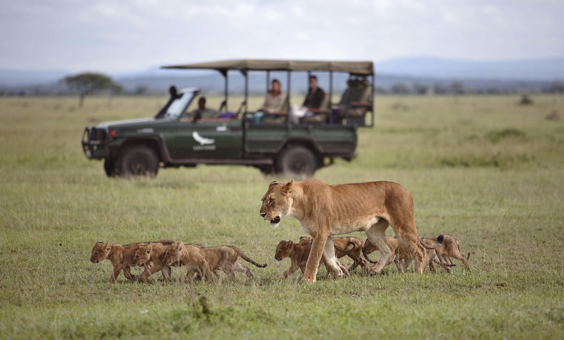 Private game drive in Tanzania