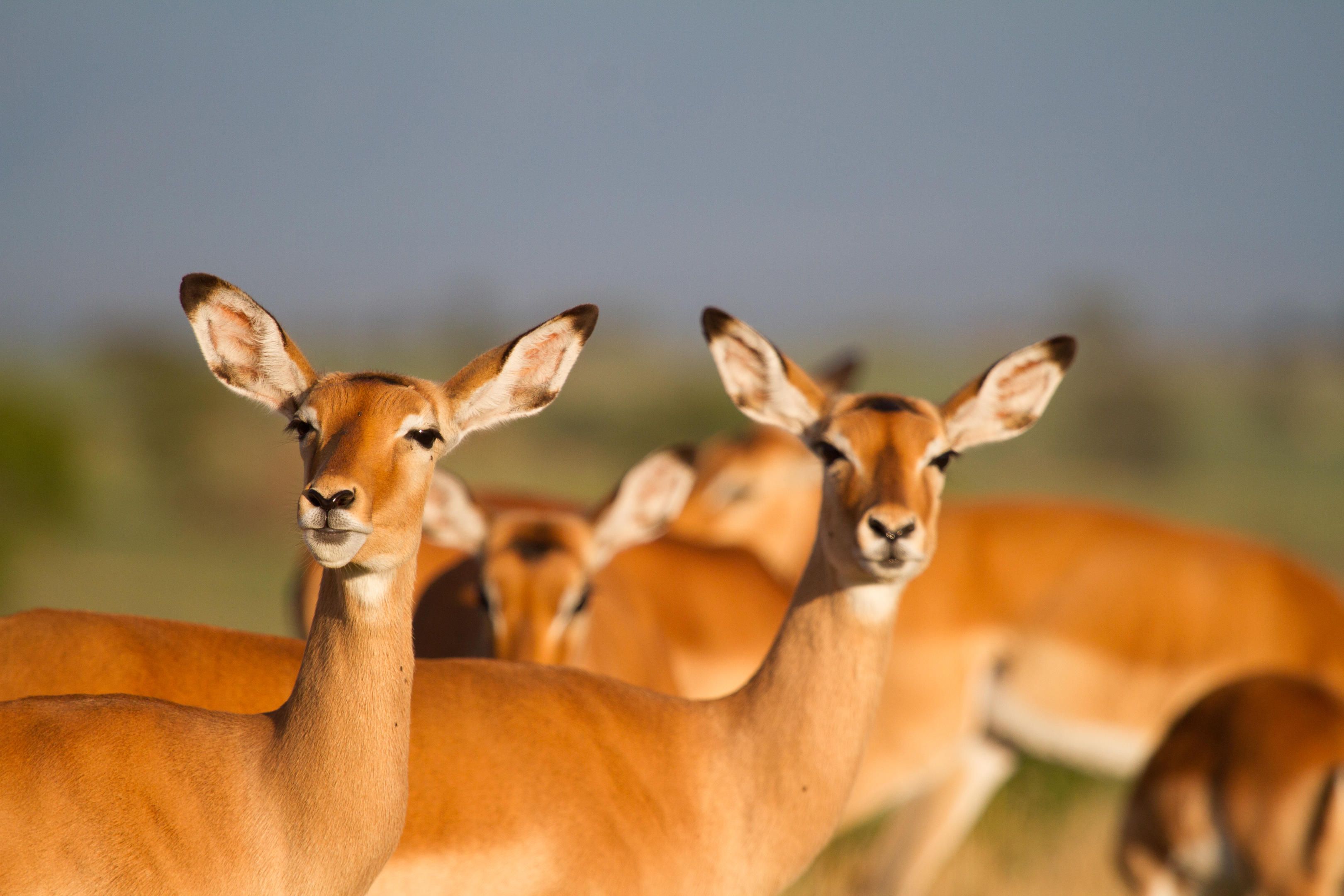 Wildlife in a remote Tanzanian safari landscape