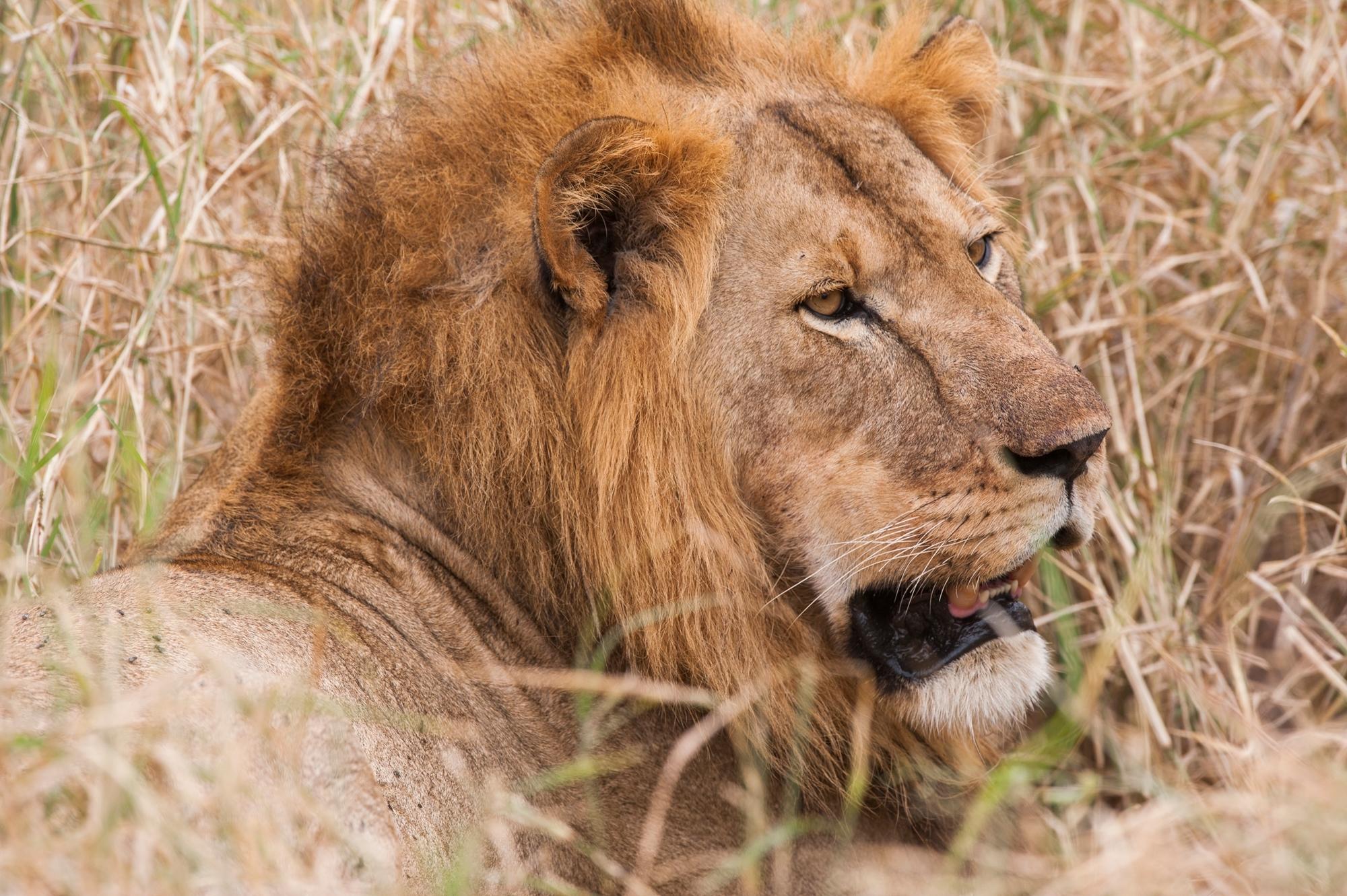 Lion in Tarangire National Park