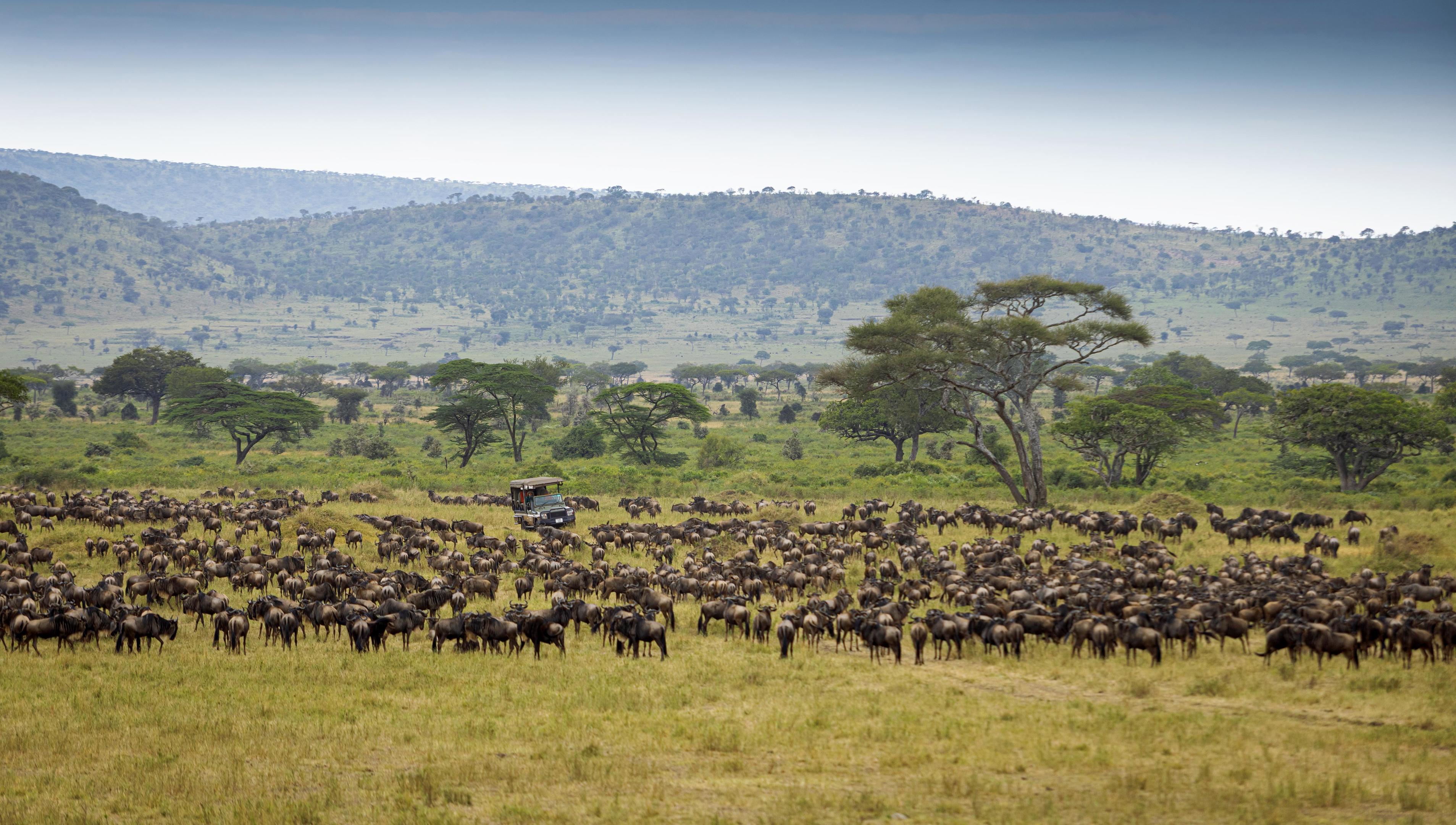 A large migration herd crossing the Serengeti plains