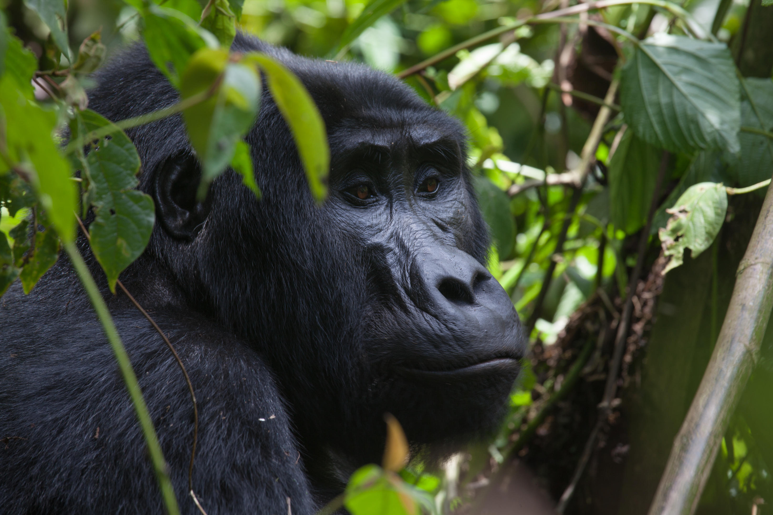 Mountain gorilla in Bwindi Impenetrable Forest, Uganda