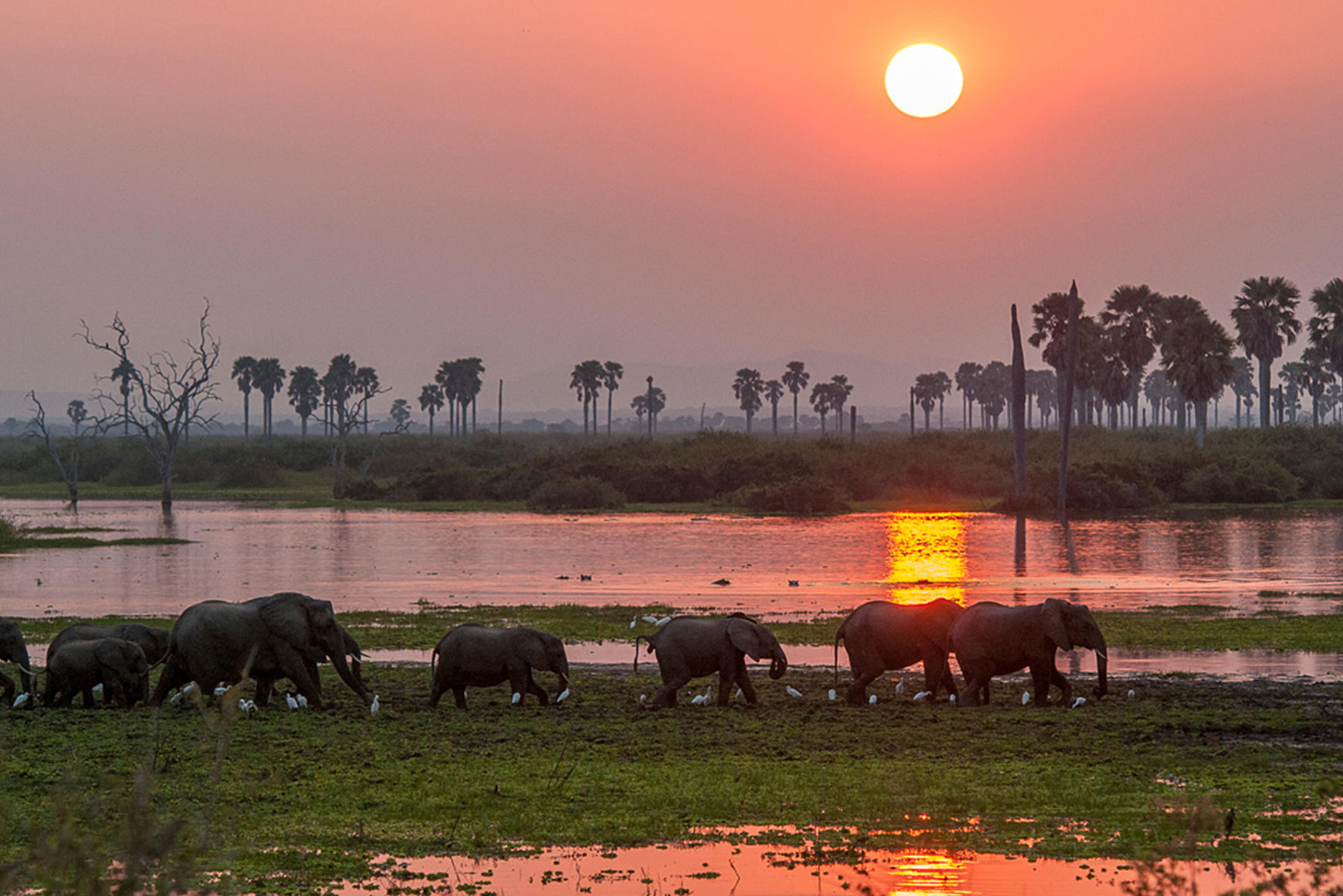 Elephants beside the Rufiji River in Nyerere National Park
