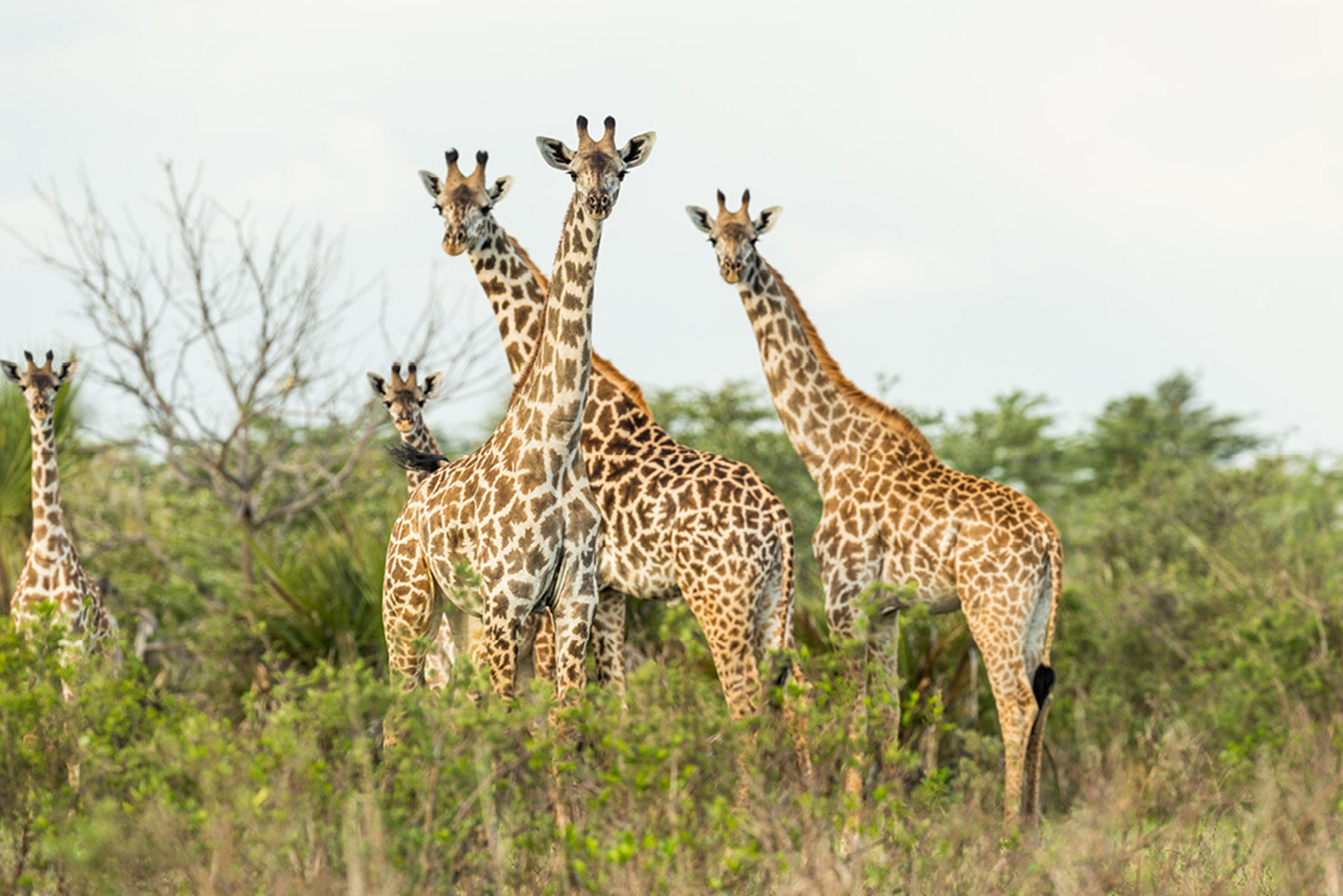 Giraffes in Nyerere National Park, Tanzania
