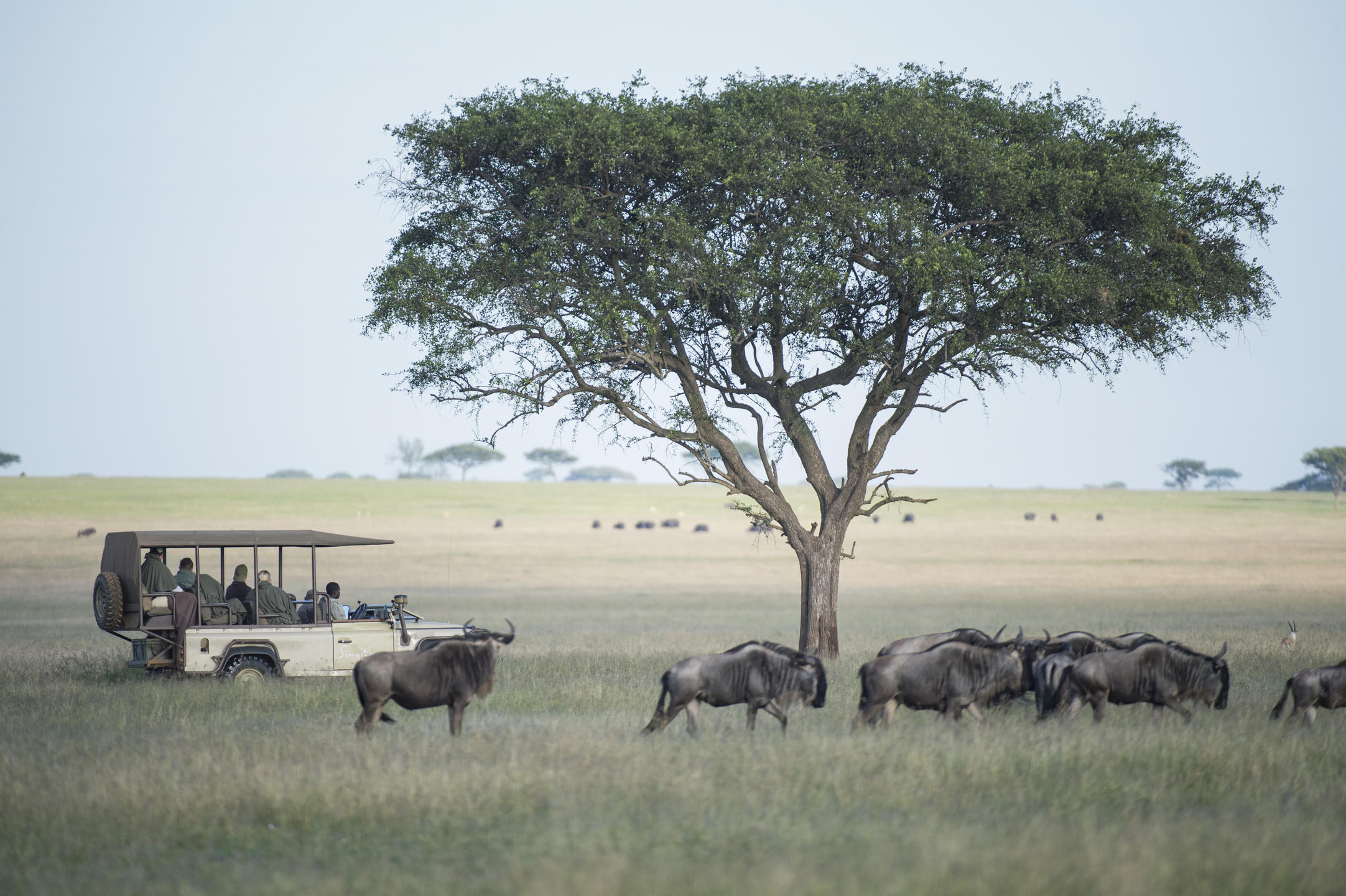 Private game drive across the Serengeti plains