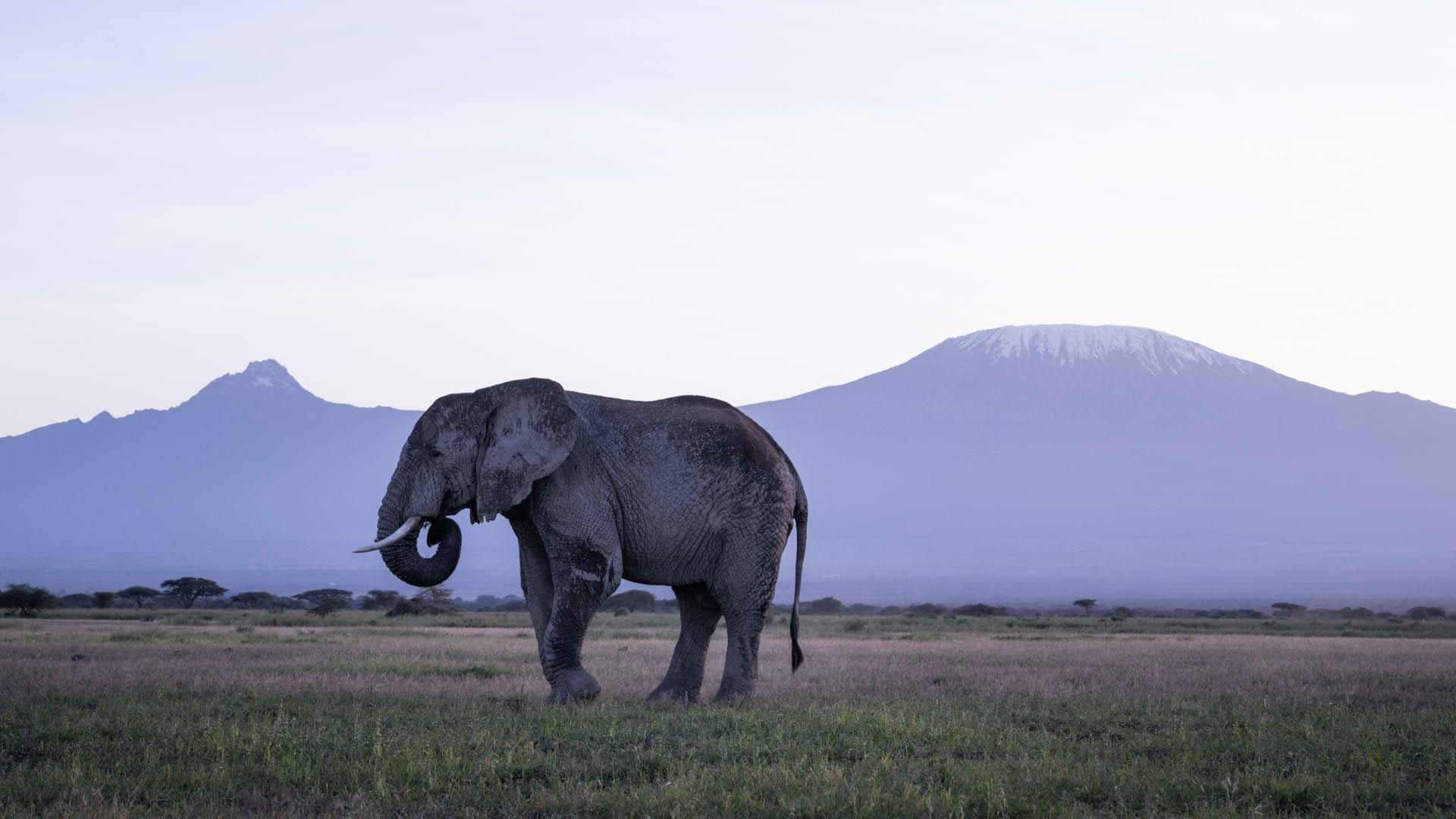 Elephants walking through Amboseli with Mount Kilimanjaro beyond