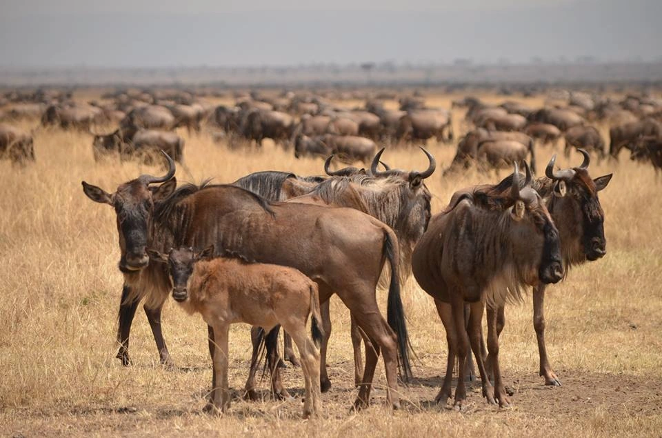 Green safari landscape in Uganda