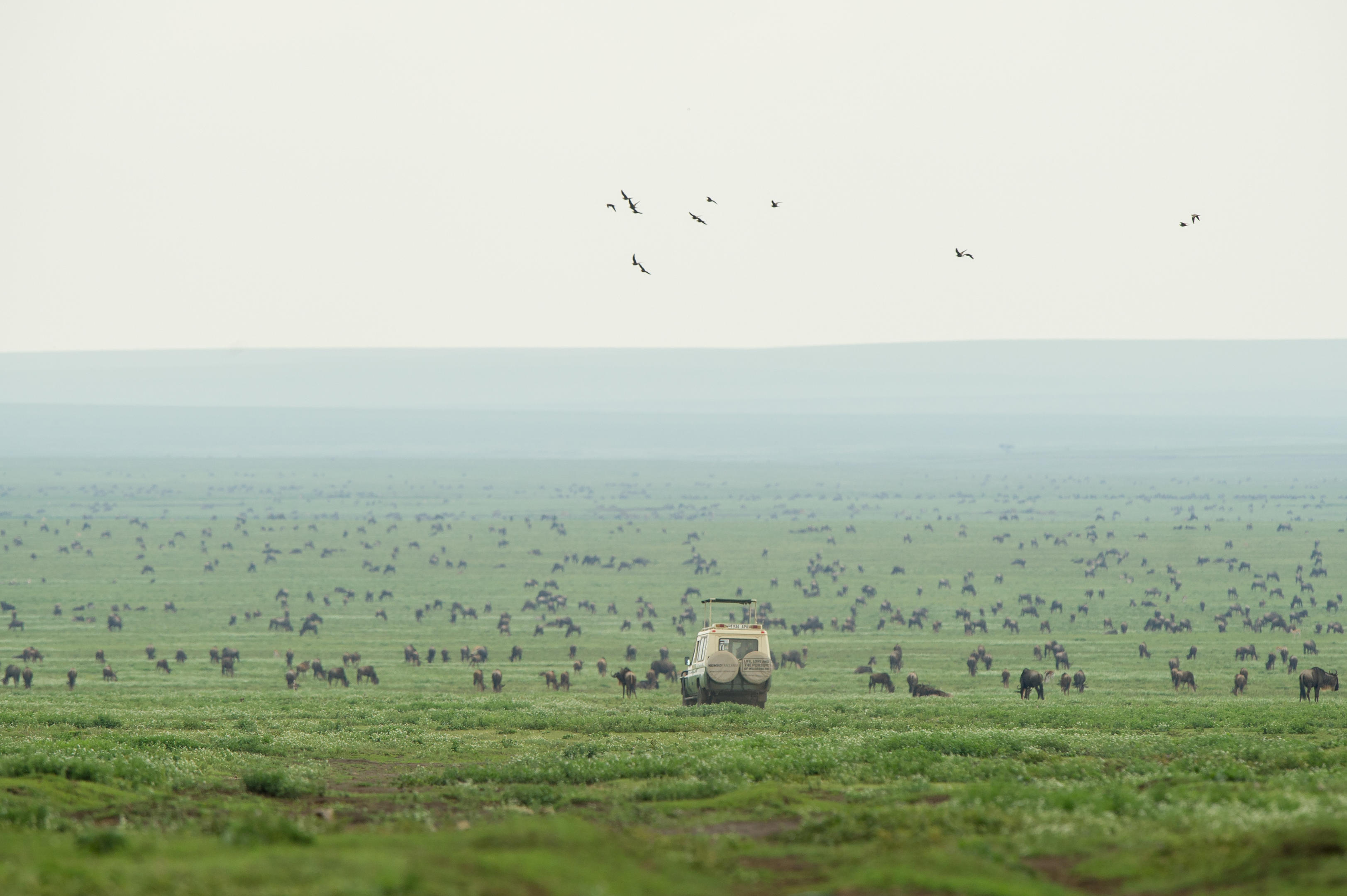 Safari vehicle beside a moving wildebeest herd