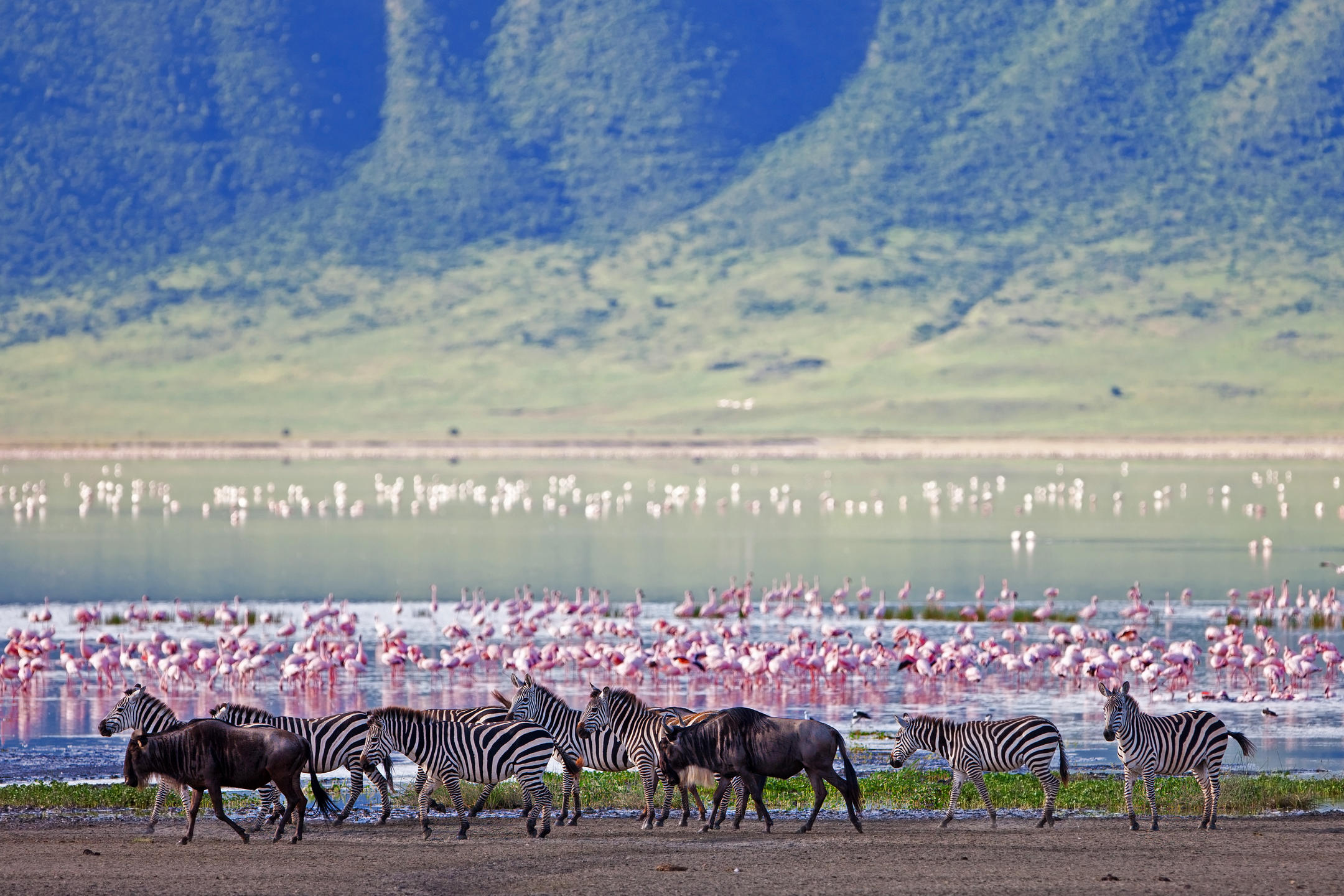 Wildlife gathered on the Ngorongoro Crater floor