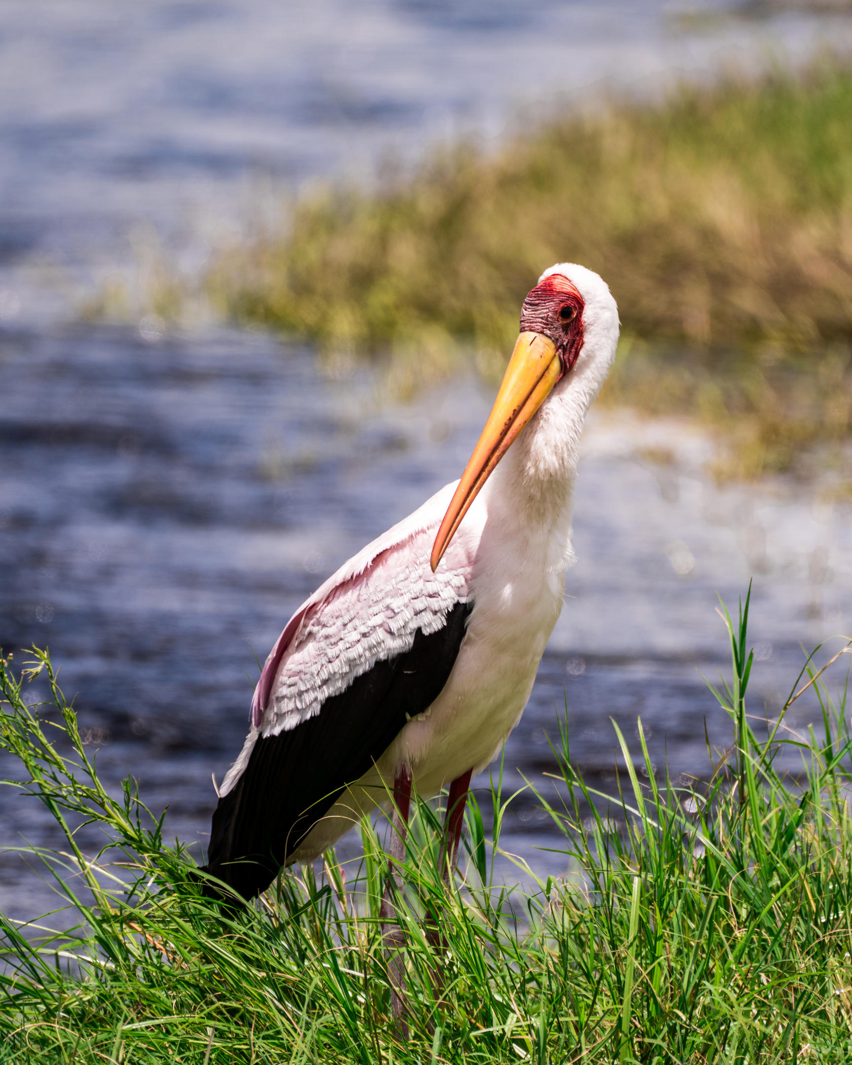 Lake Manyara safari scene