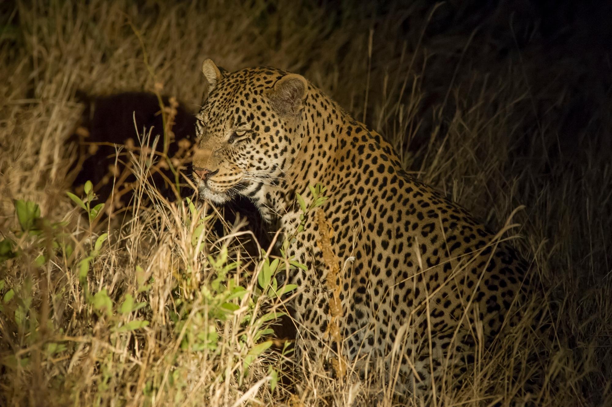 Tarangire wilderness camp setting