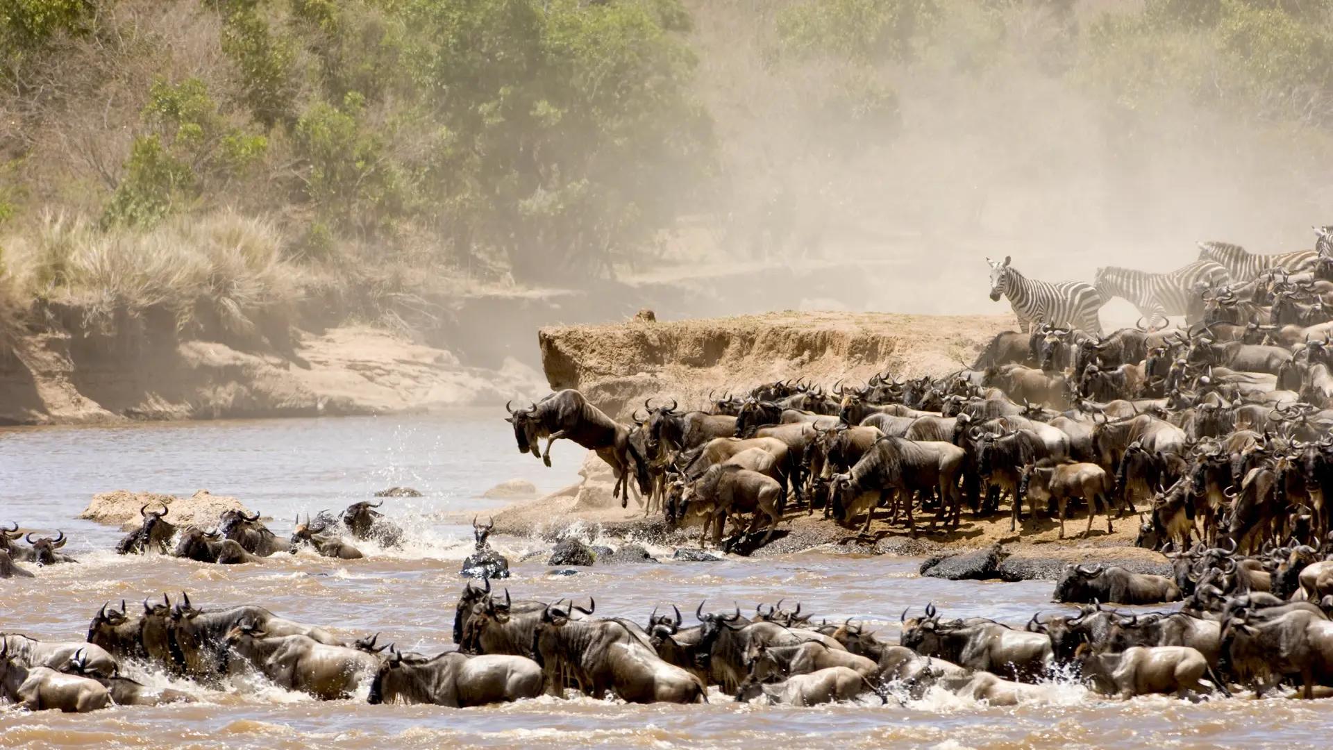 Wildebeest crossing the Mara River in northern Serengeti