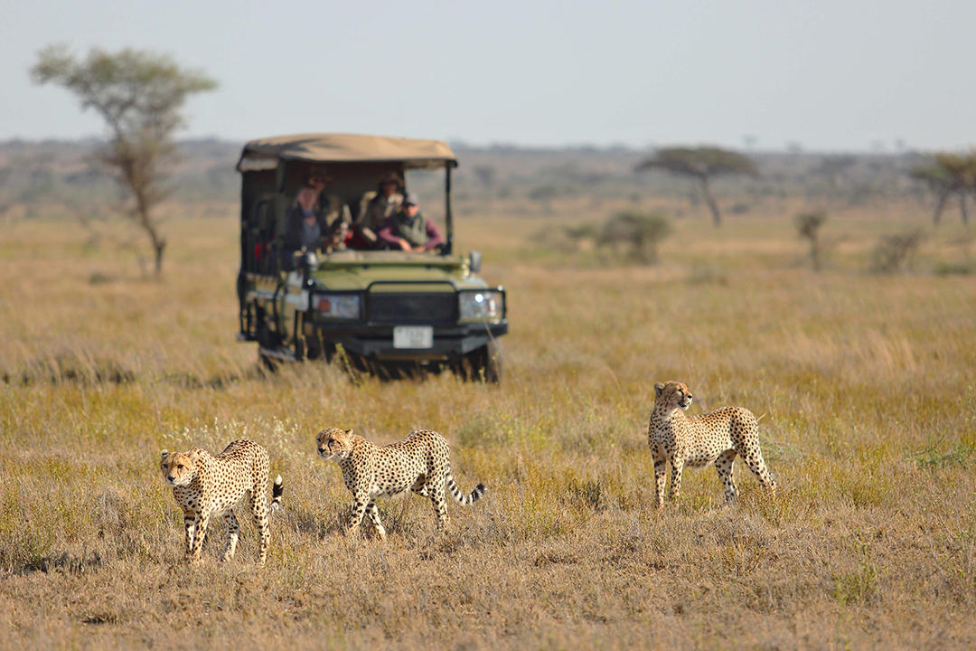 Cheetahs on a game drive in the Serengeti