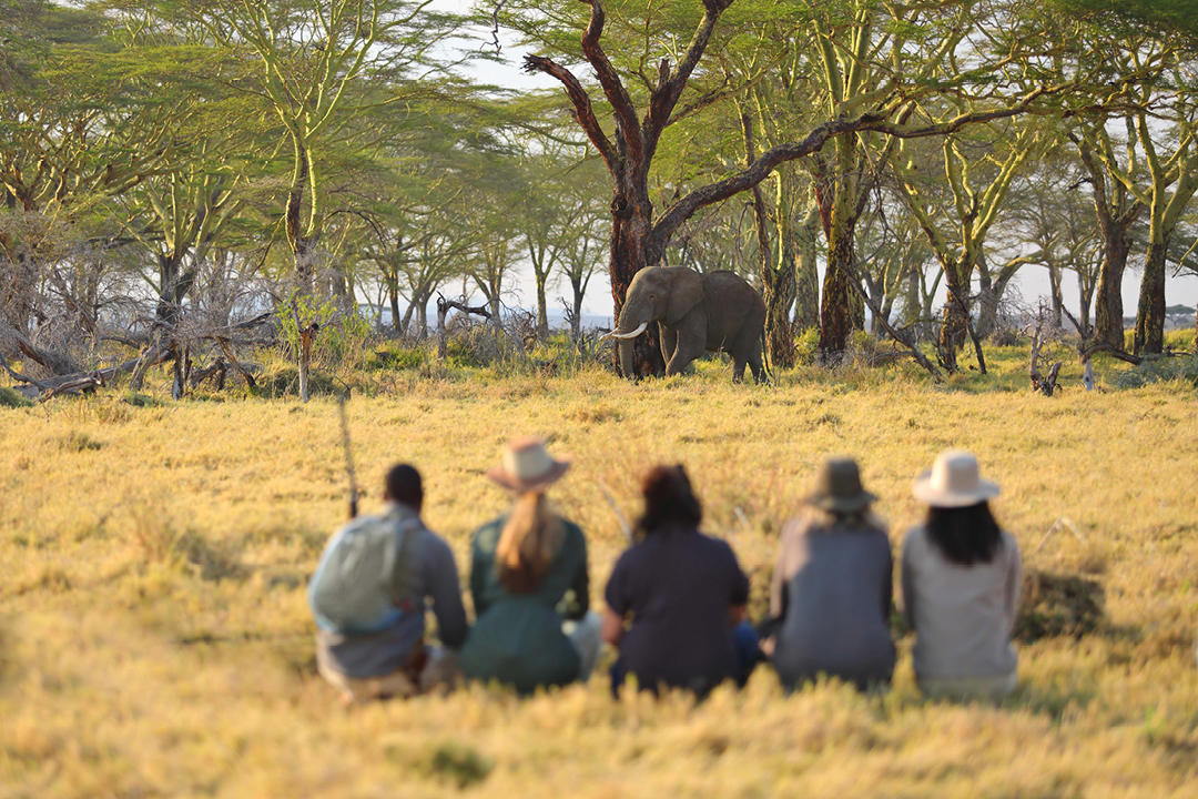 Private walking safari beside elephants in East Africa
