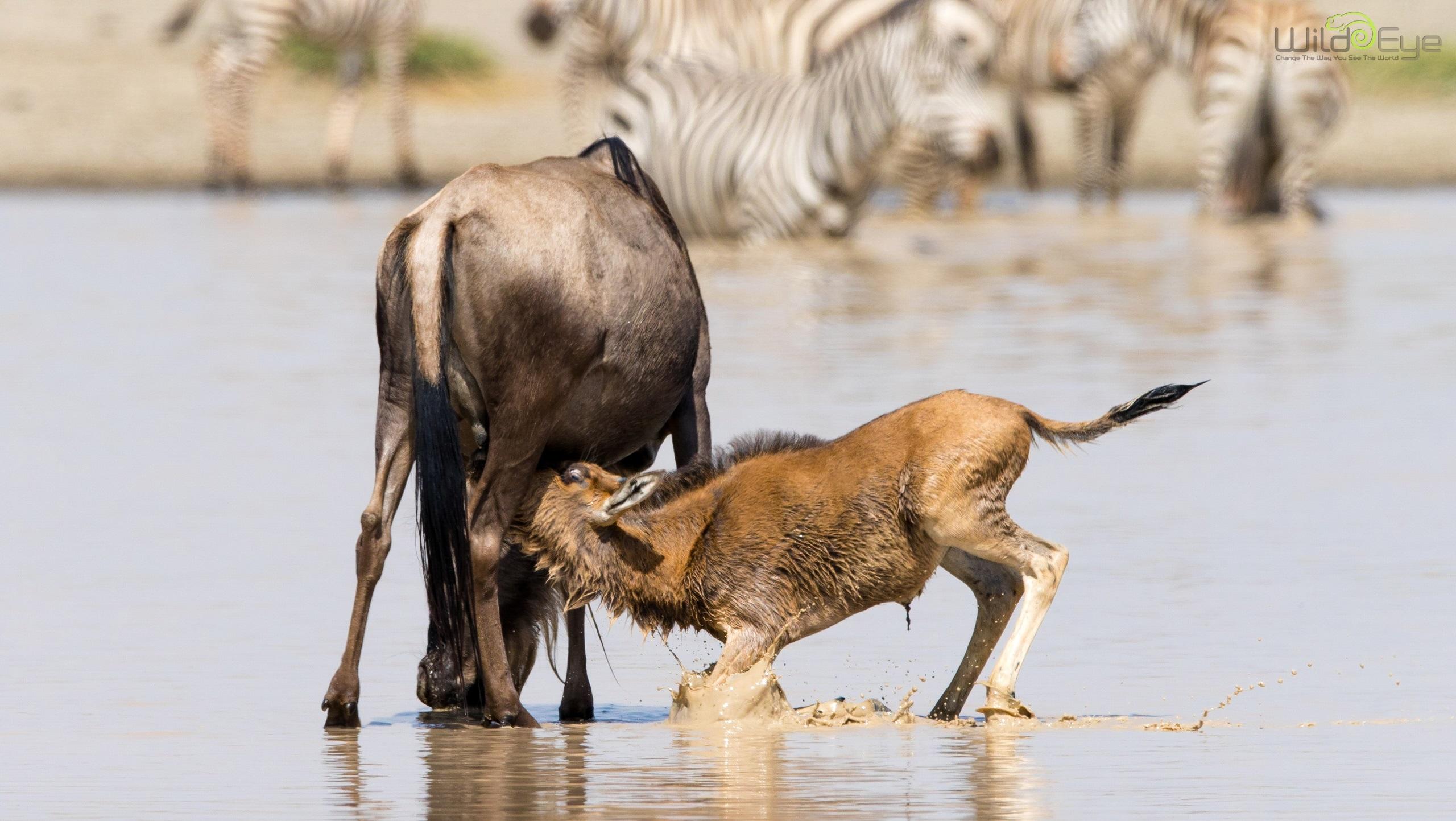 Wildebeest gathering on the green Ndutu plains