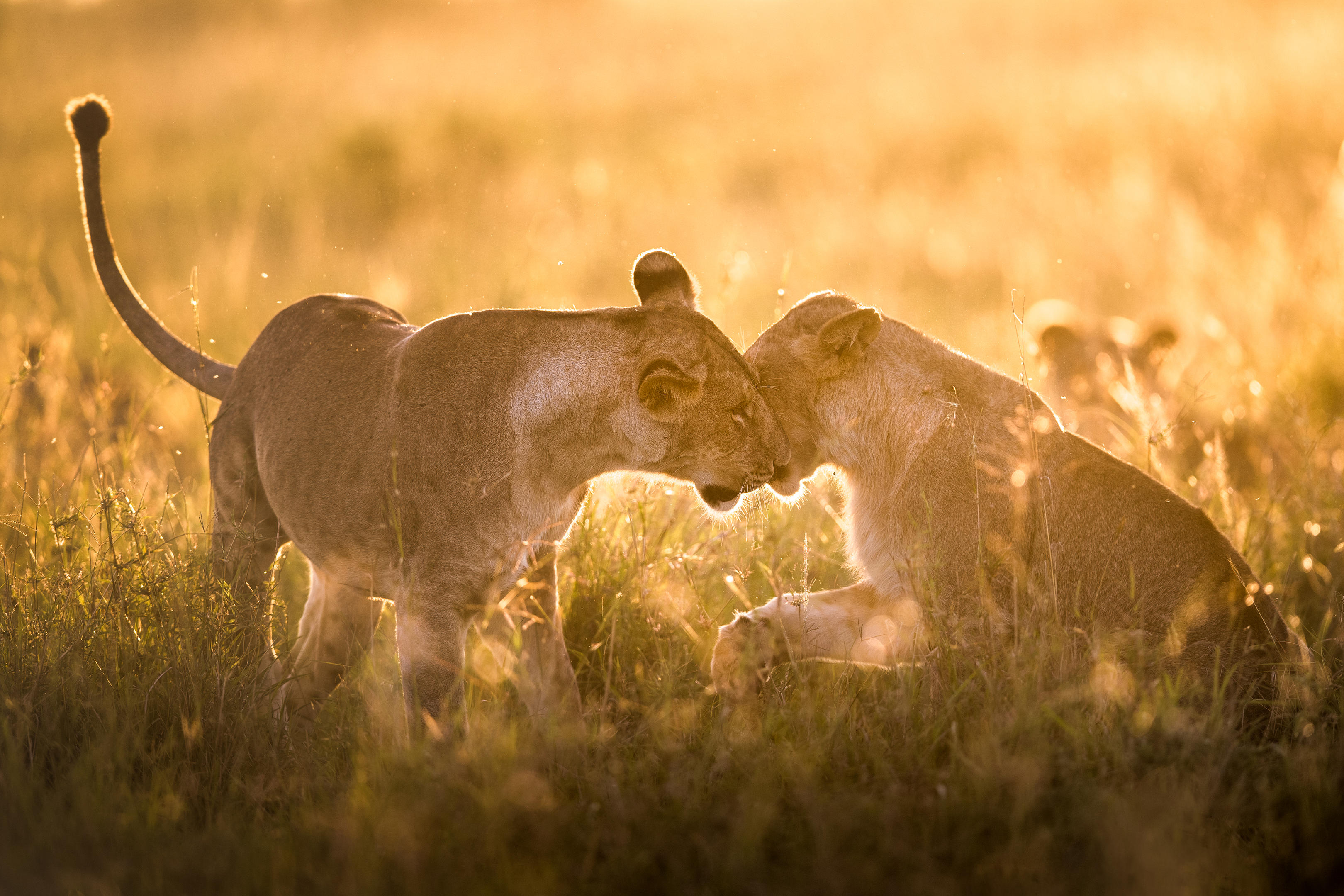 Comfortable safari camp in Kenya