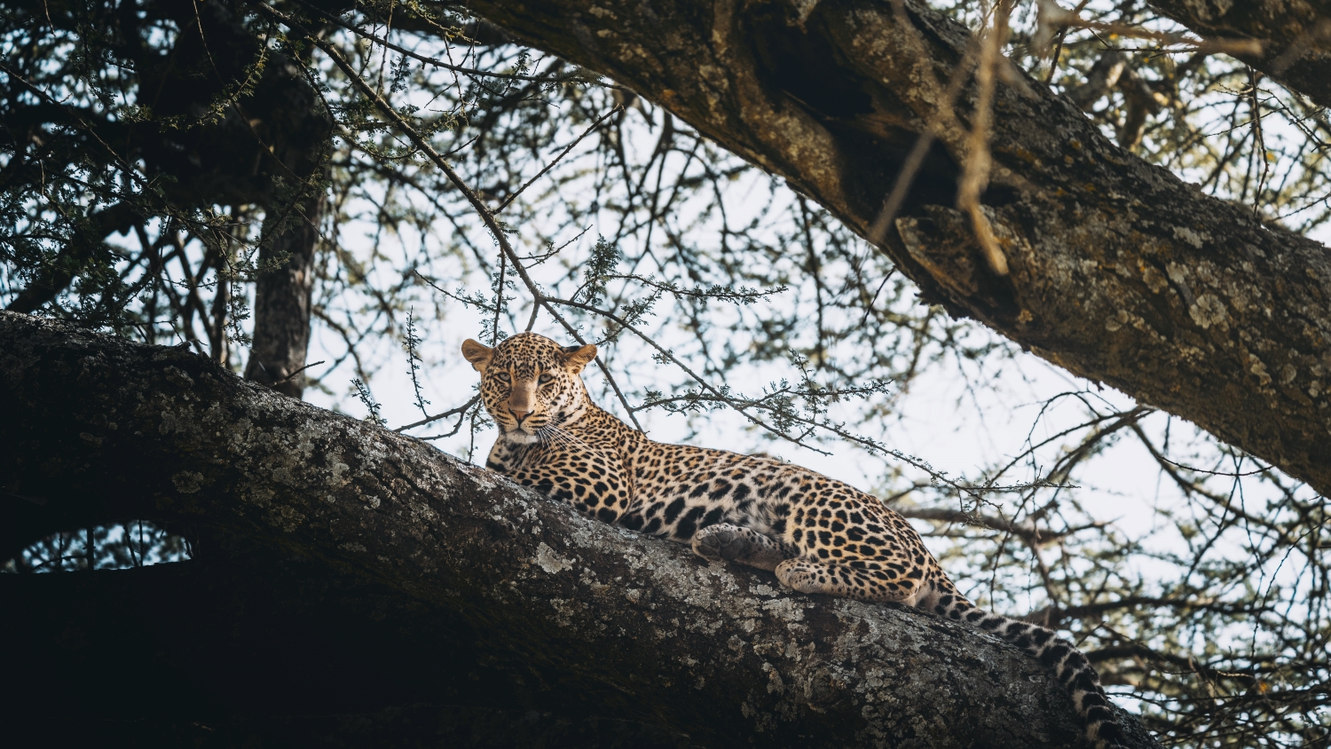Leopard in Tanzania's Serengeti National Park