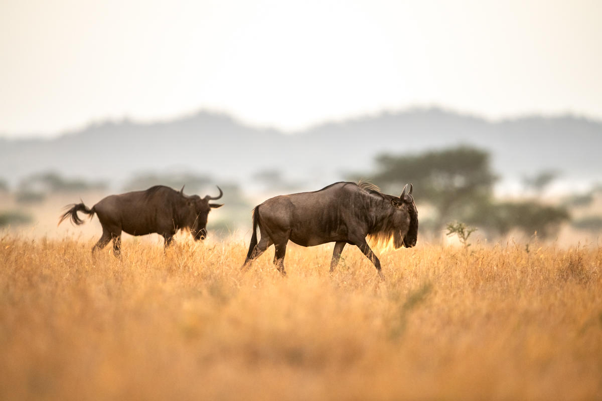 Wildebeest moving across open Serengeti grassland