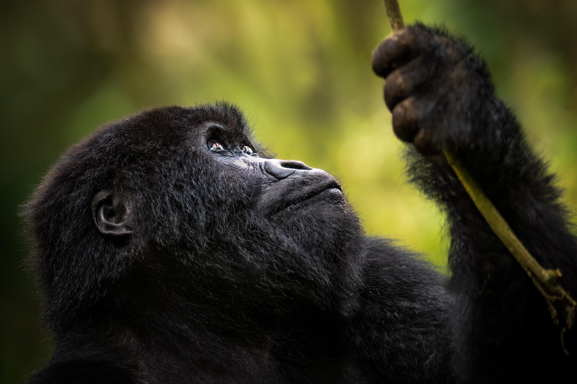 Gorilla family in Rwanda's Volcanoes National Park