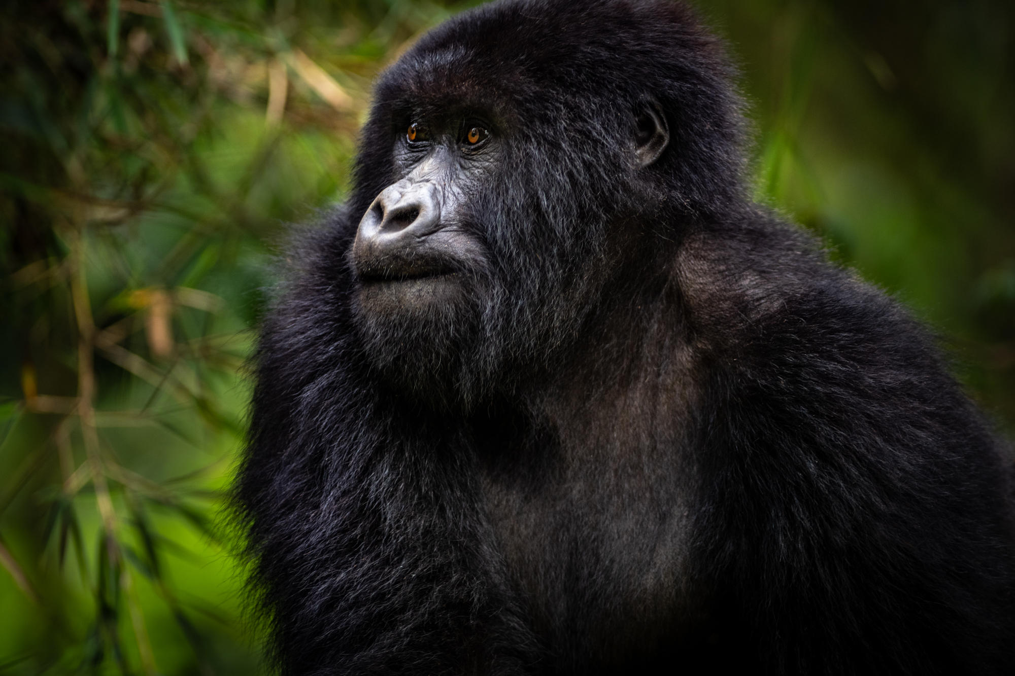 Gorilla family in Rwanda's Volcanoes National Park