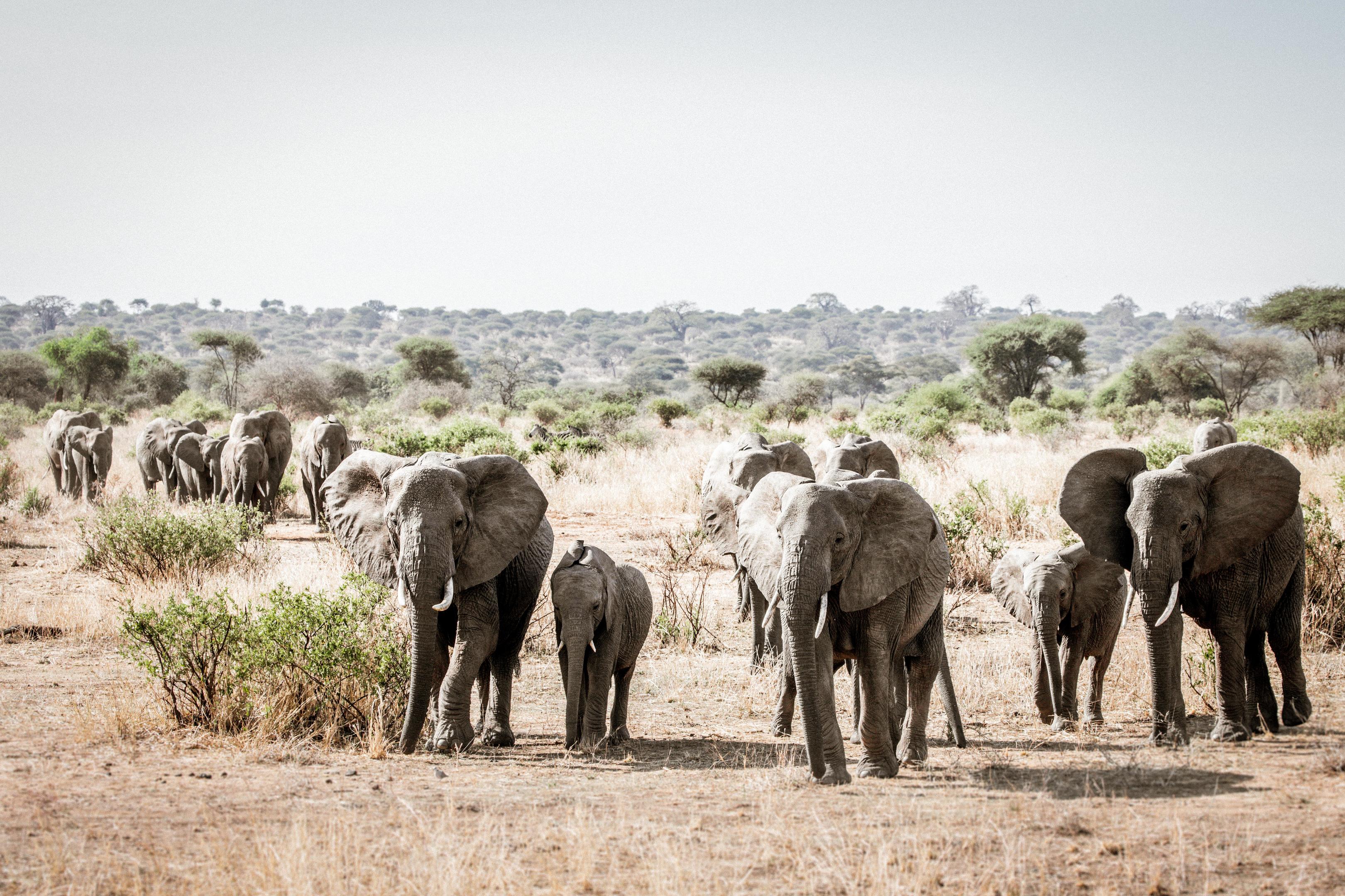Elephant herd in Tarangire National Park, Tanzania