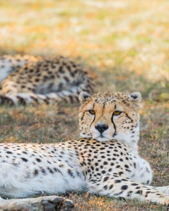 Wildlife on a Kenya and Tanzania luxury safari
