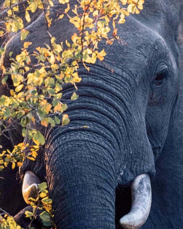 Elephant on a luxury southern Tanzania safari