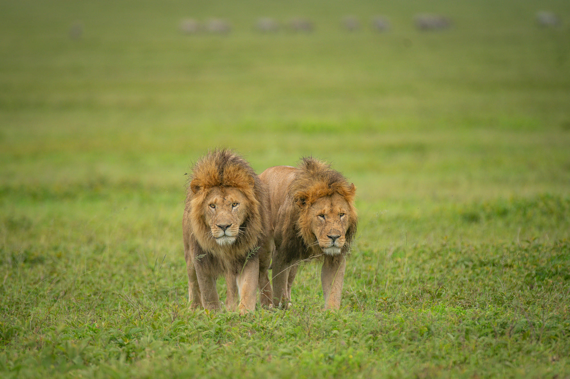Lions in Ndutu during Tanzania's green season