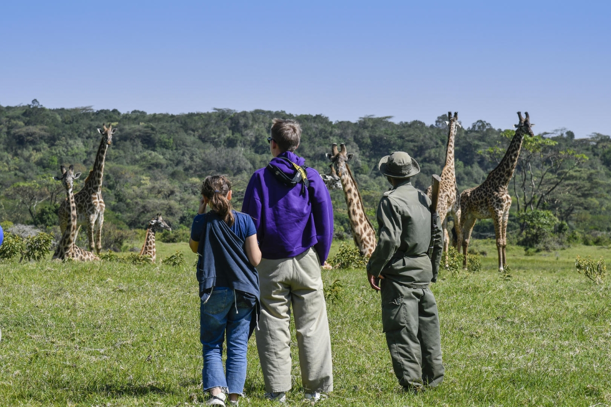 Arusha National Park giraffes and Mount Meru backdrop