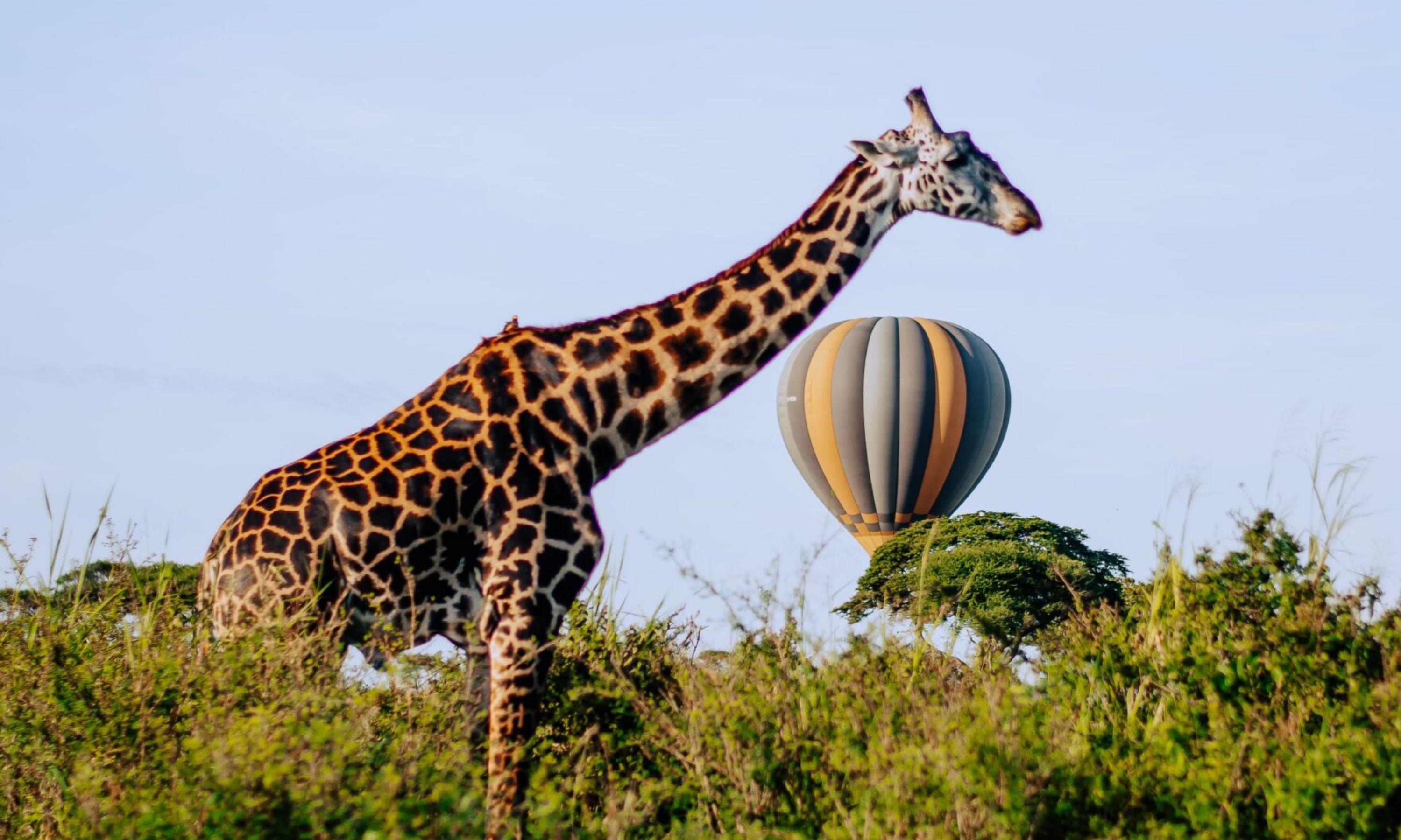 8-day Tarangire and Serengeti balloon safari