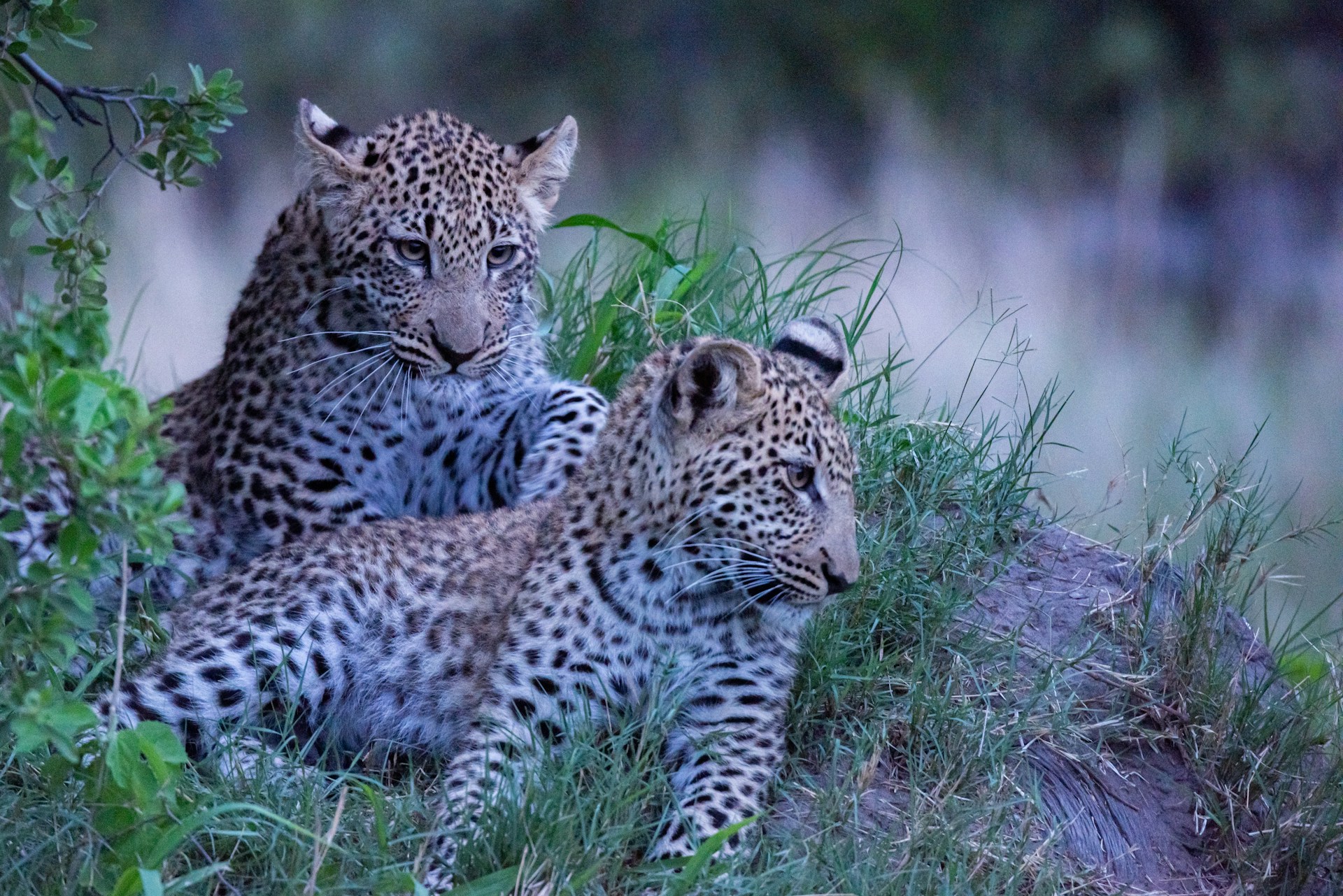 6 Days Serengeti and Ngorongoro Crater High Comfort Honeymoon Safari