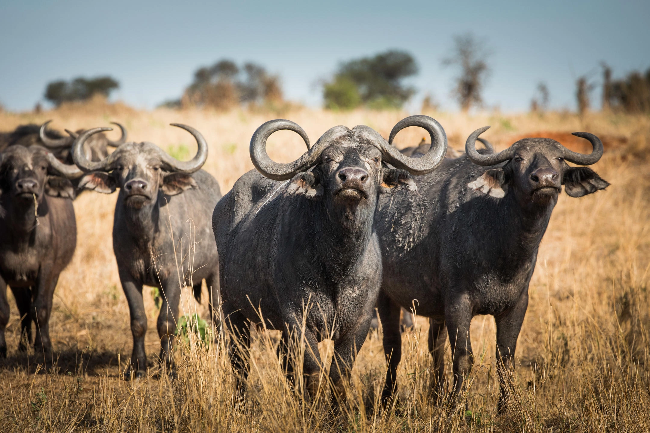 Open plains of the Central Serengeti in Tanzania