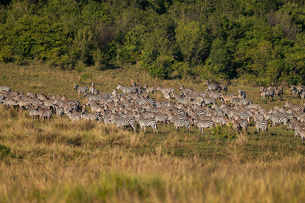 Day Trip Tarangire or Lake Manyara