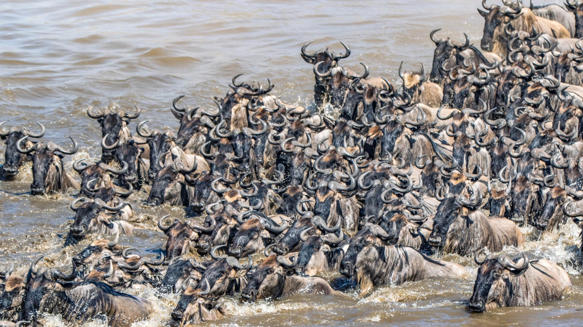 Massive wildebeest herds moving across the golden plains of the Serengeti