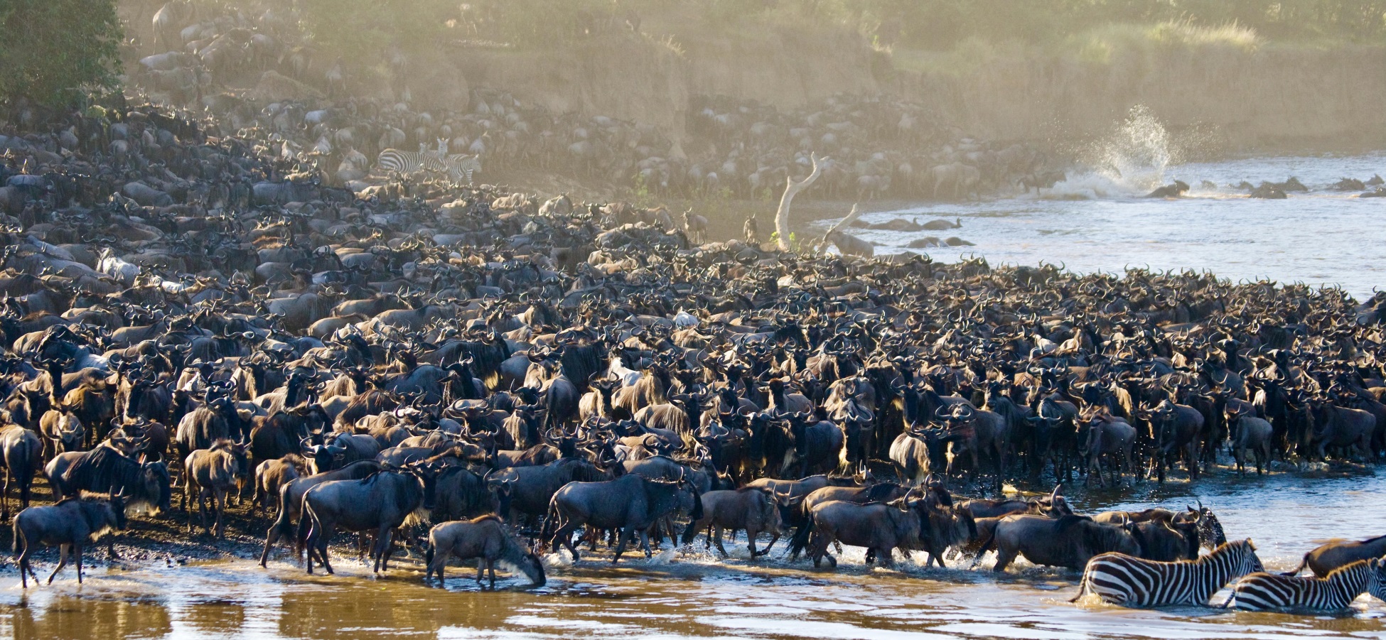 6-Day private signature wildebeest migration tracker safari