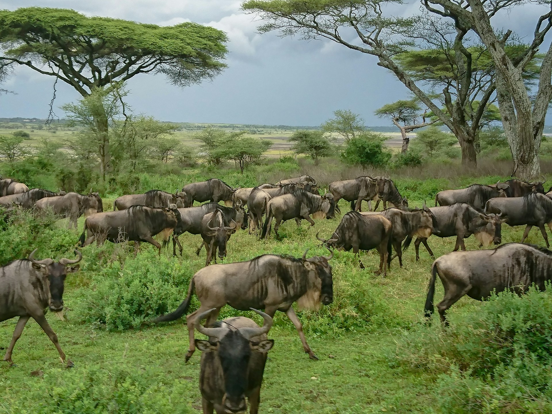 7 Days Classic Tanzania Permanent Lodge Safari Circuit