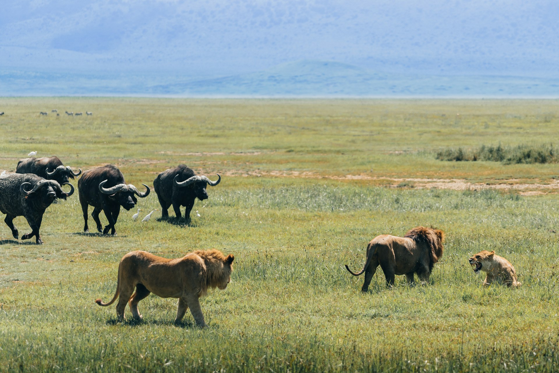 4 Days Serengeti and Ngorongoro Crater Premium Luxury Sharing Safari