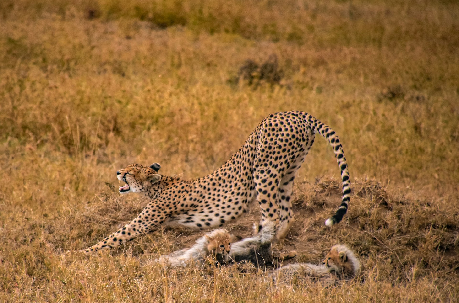 6 Days Serengeti and Ngorongoro Luxury Sharing Safari Layout