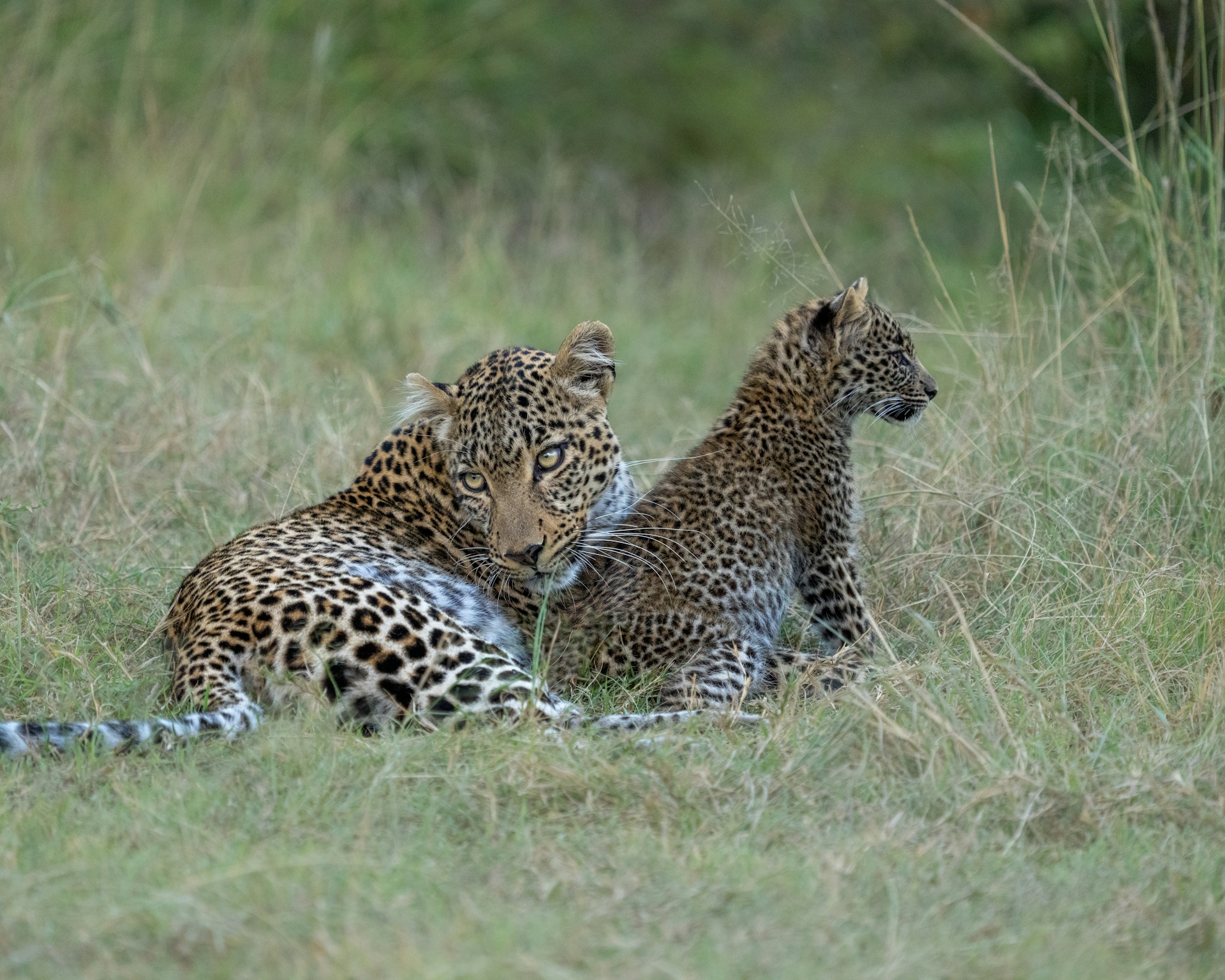7 Days Serengeti Great Migration Senior Luxury Safari Layout