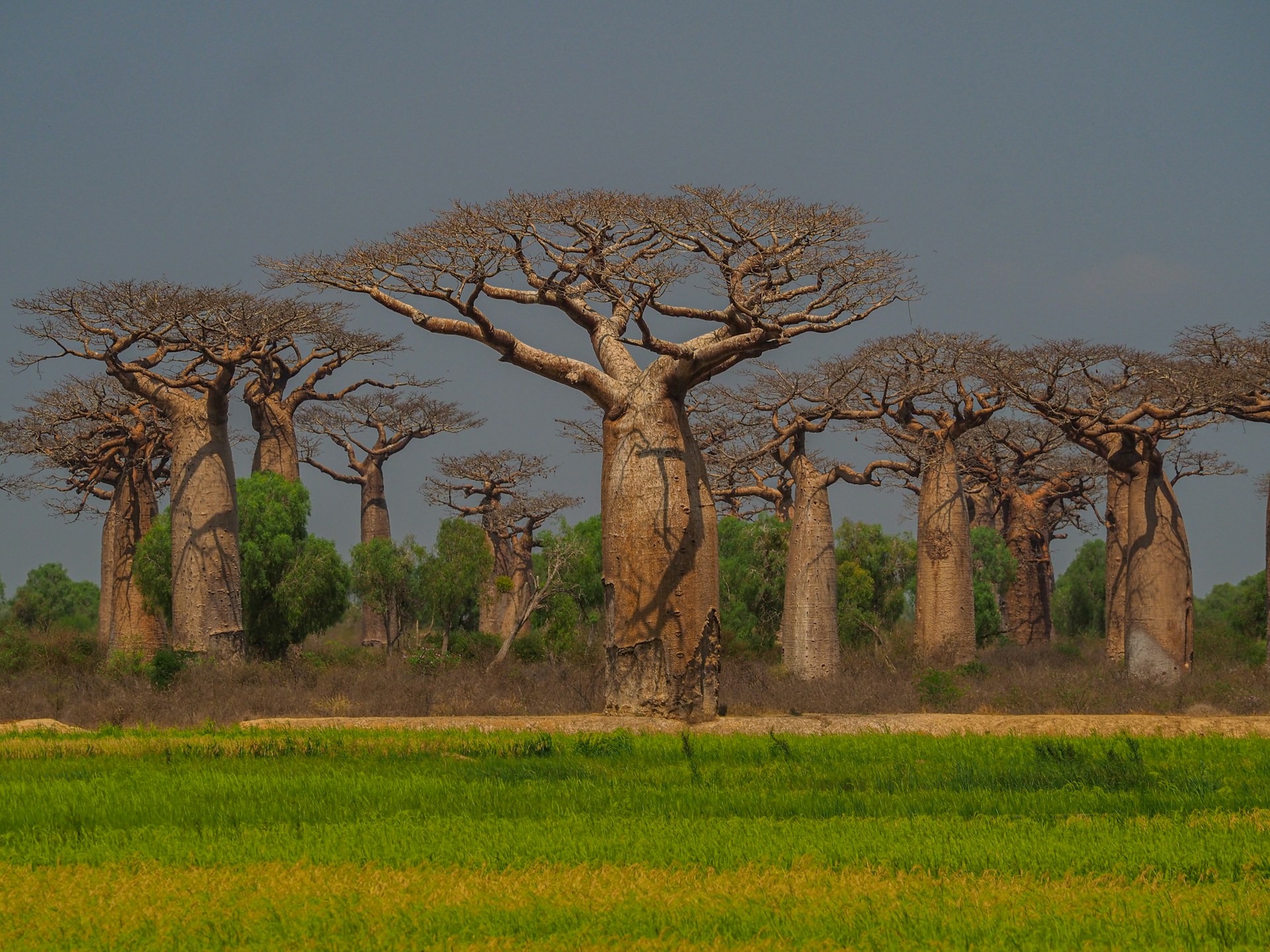2 Days Tarangire & Ngorongoro