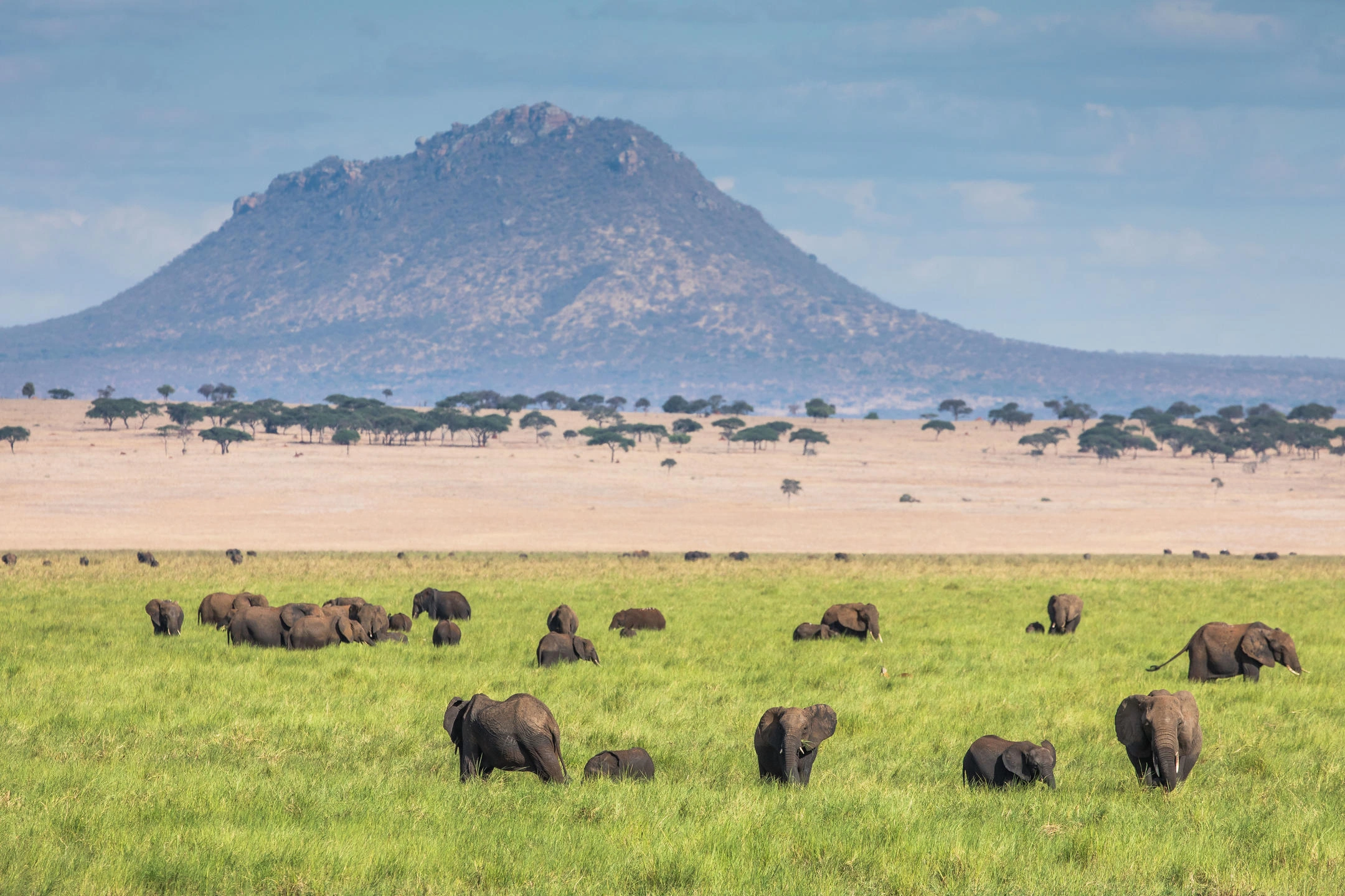 Elephants and baobab scenery in Tarangire National Park