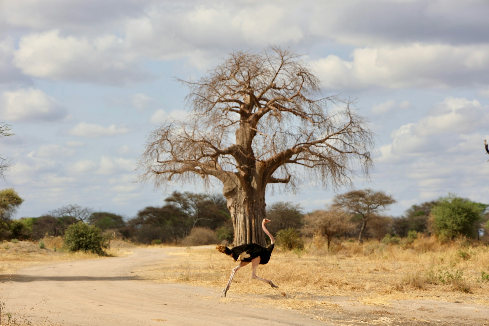 5 Days Tanzania Ultimate Luxury Sharing Safari Portfolio Track